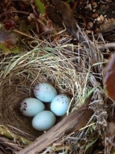 bird eggs